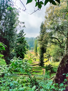 A beautiful garden with lush greenery.