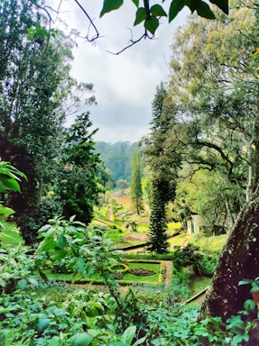 A lush garden featuring various large trees and ornamental plants.
