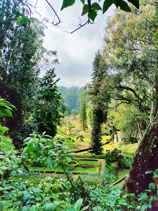 A lush garden featuring various large trees and ornamental plants.