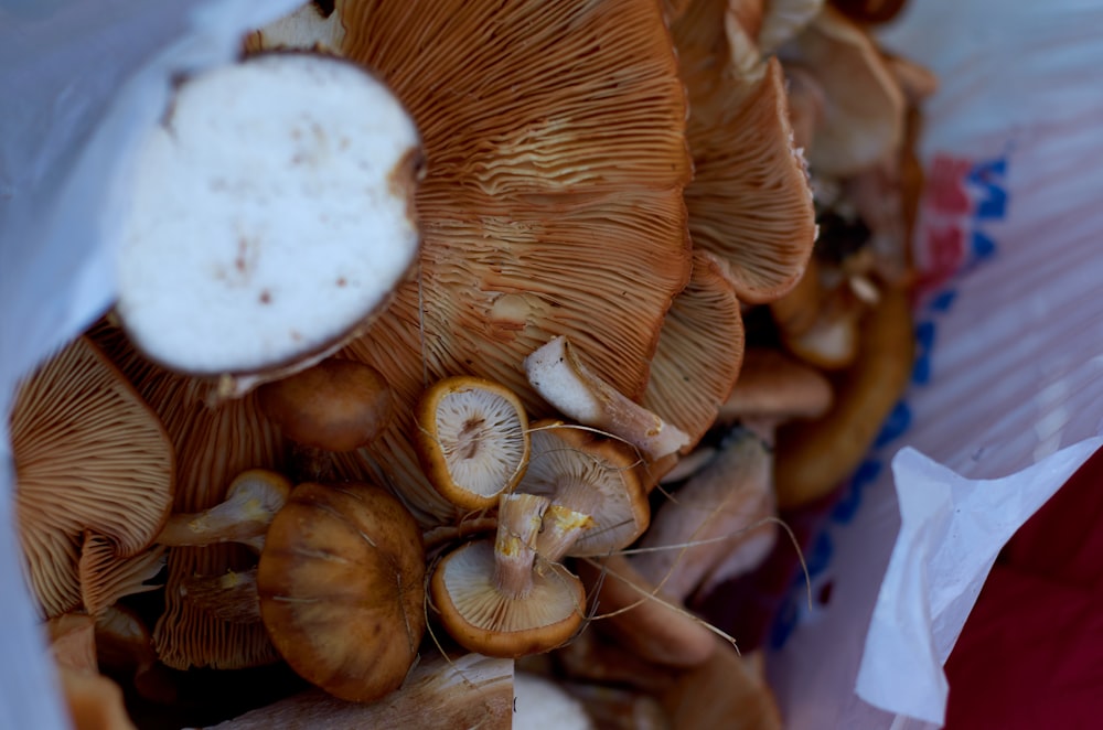 a close up of a bunch of mushrooms