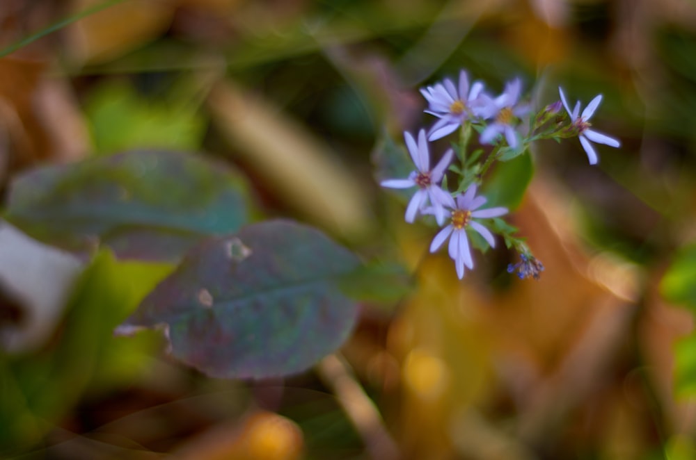 a close up of a small blue flower