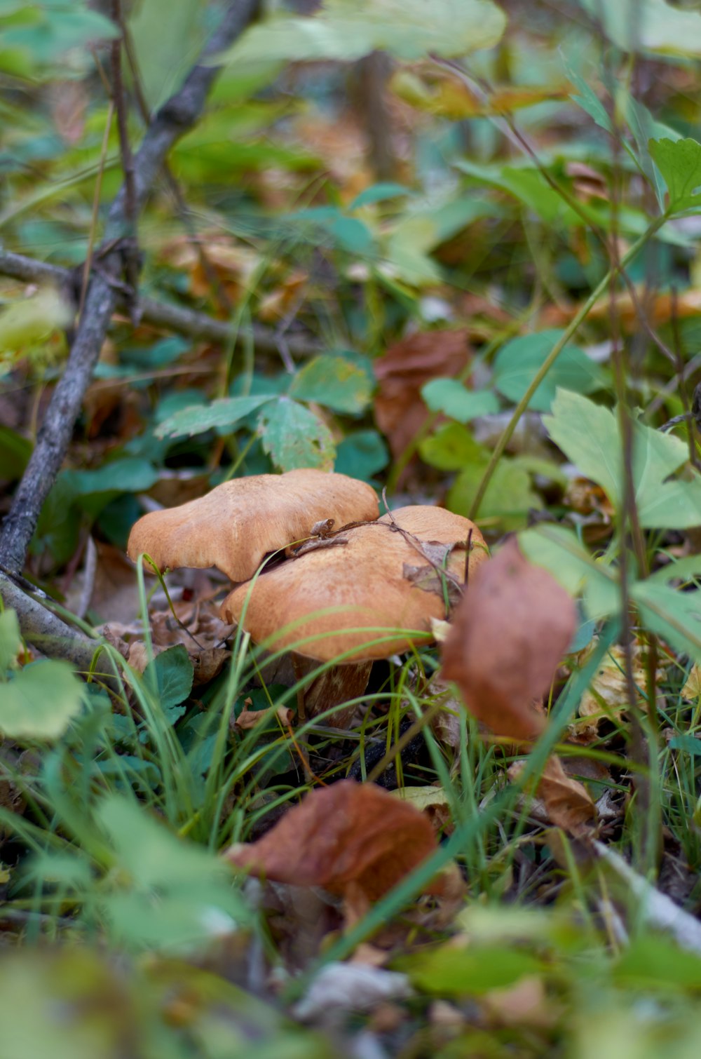 a group of mushrooms that are in the grass