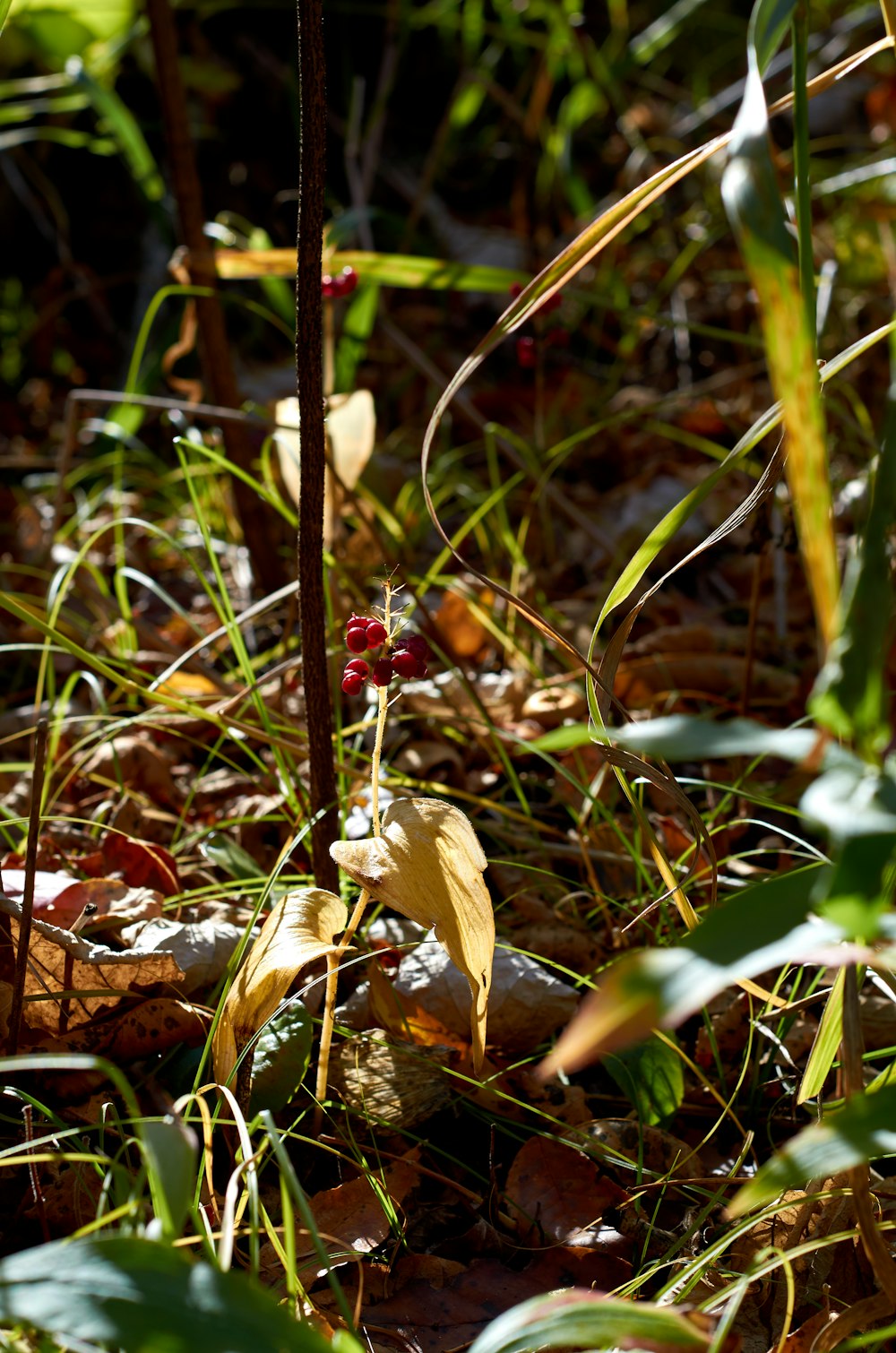 a close up of a plant in the grass