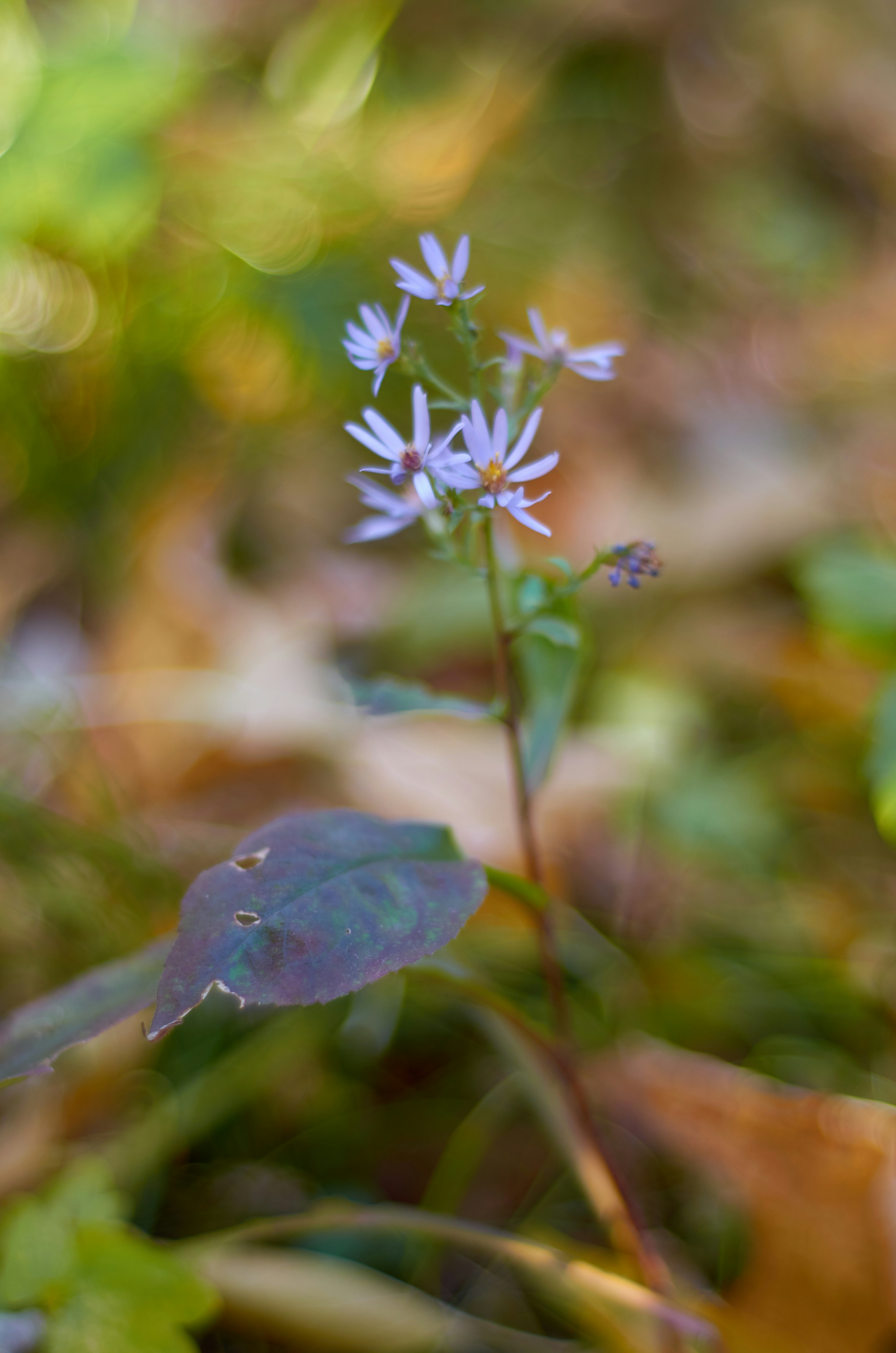 Brandon Blackstock's assets and wealth