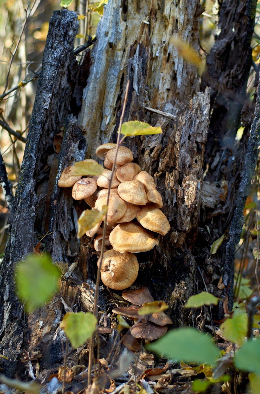 a group of mushrooms growing on the side of a tree