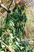 A dense cluster of green cannabis plants growing in a natural setting, surrounded by dry grass and twigs under sunlight, with a tree branch leaning over the foliage.