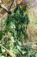 A dense cluster of green cannabis plants growing in a natural setting, surrounded by dry grass and twigs under sunlight, with a tree branch leaning over the foliage.