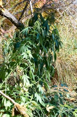 Healthy hemp plants growing in an outdoor garden under natural sunlight.
