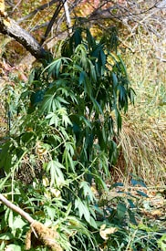 A dense cluster of green cannabis plants growing in a natural setting, surrounded by dry grass and twigs under sunlight, with a tree branch leaning over the foliage.