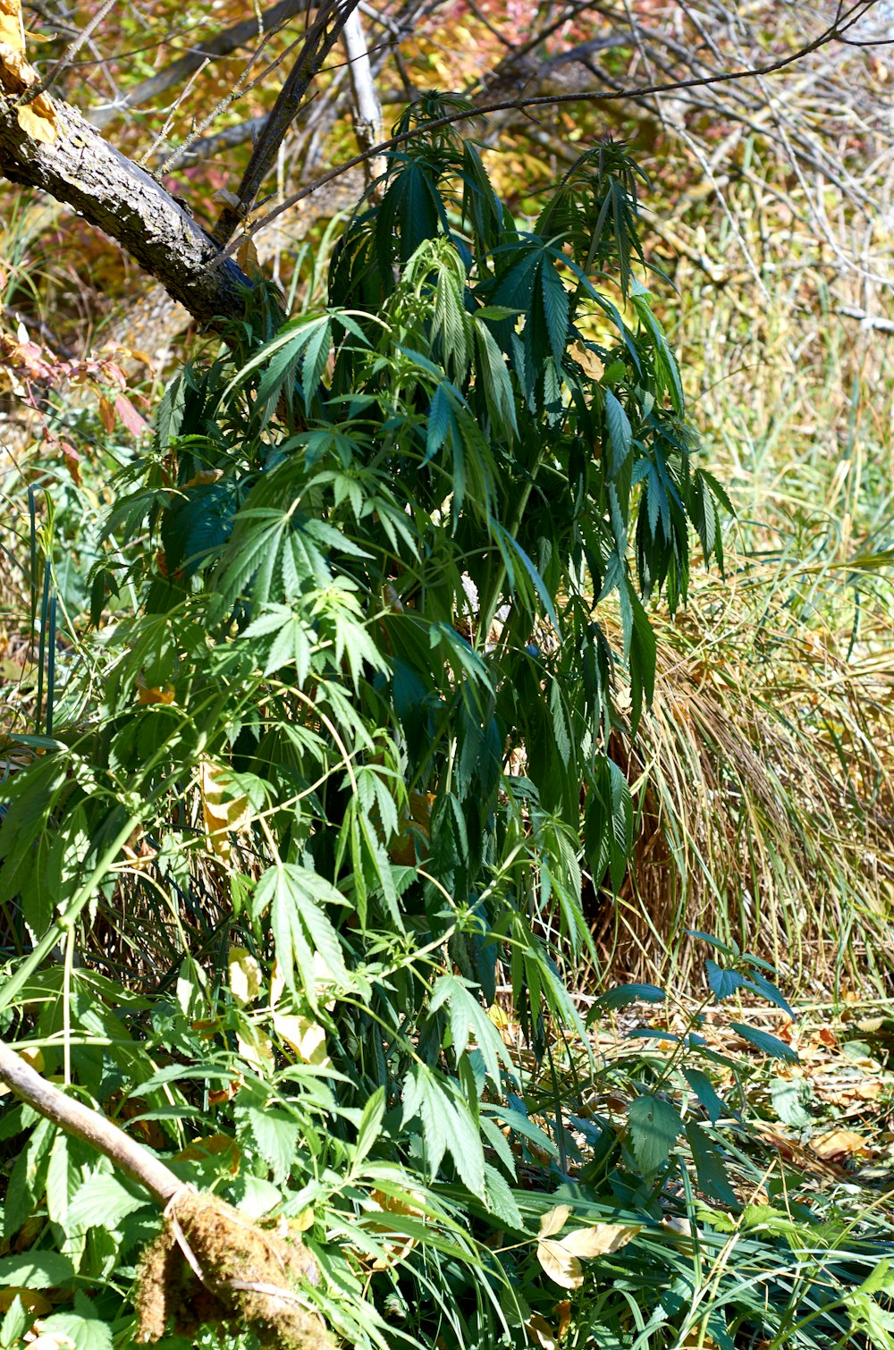 a fire hydrant surrounded by weeds and trees