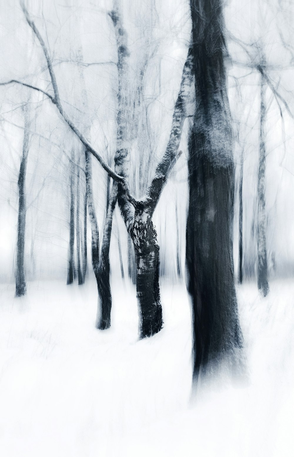 Ein Schwarz-Weiß-Foto von Bäumen im Schnee