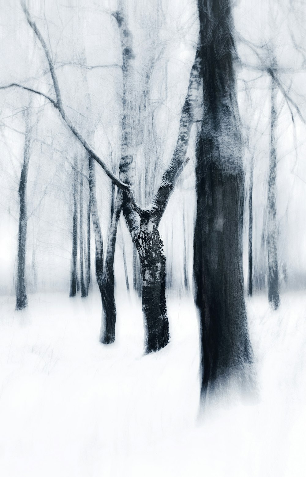 a black and white photo of trees in the snow