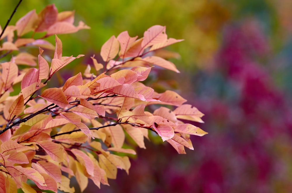 a close up of a tree with red leaves