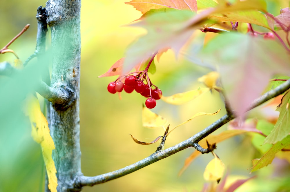 a branch with some red berries on it