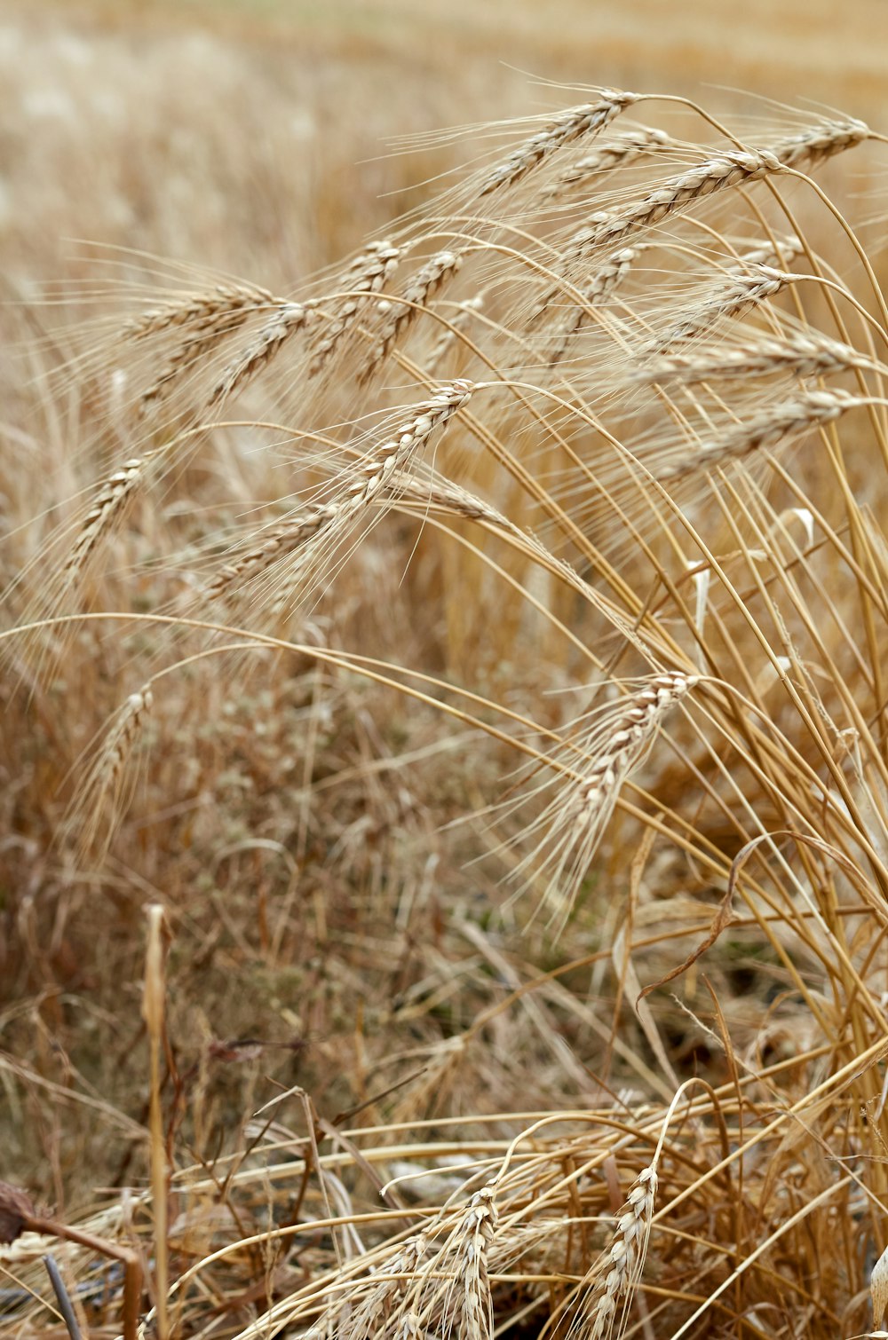 a close up of a field of wheat