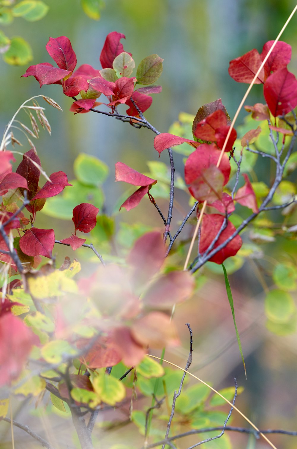 a branch with red flowers and green leaves