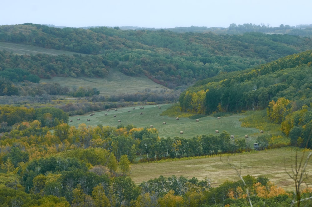 a lush green hillside covered in lots of trees