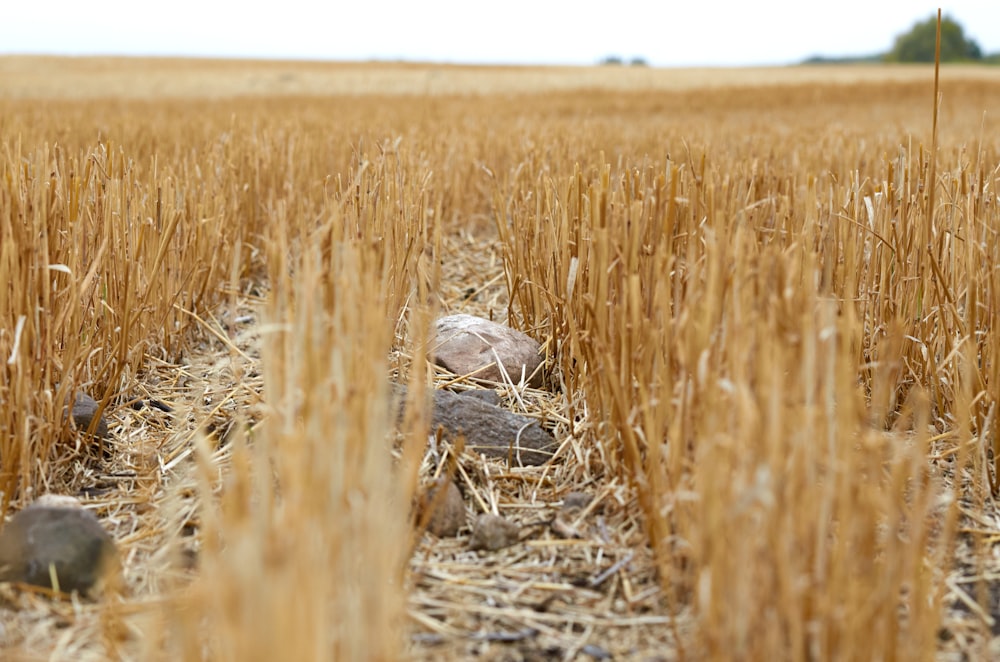 a field with a rock in the middle of it