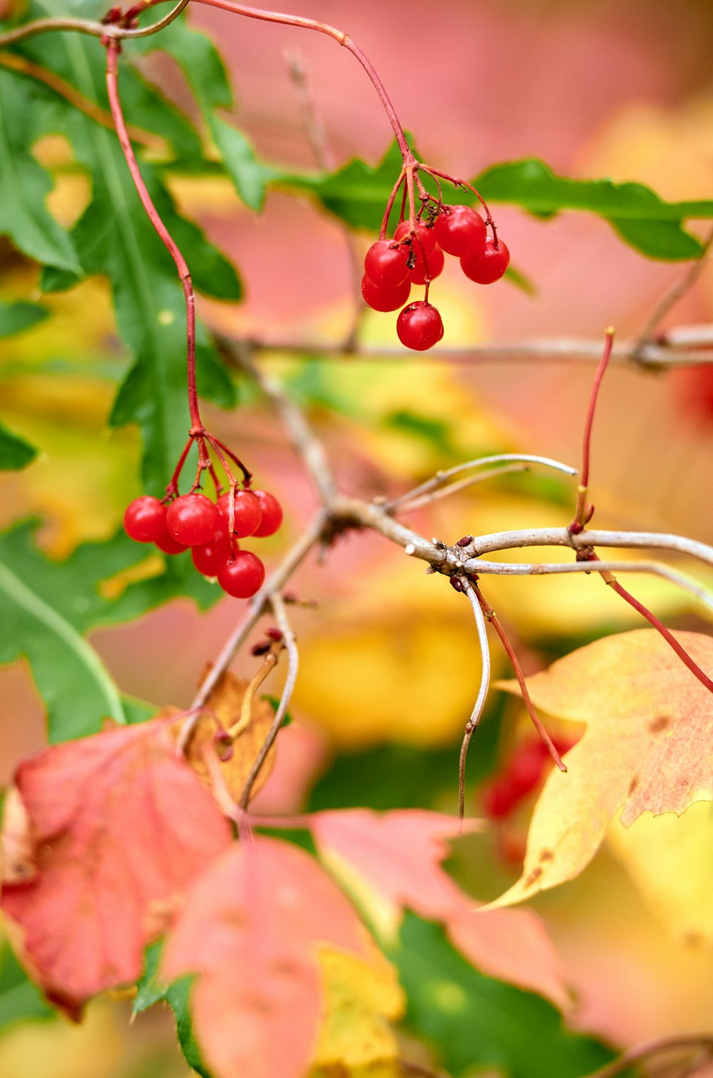 a branch with red berries and green leaves