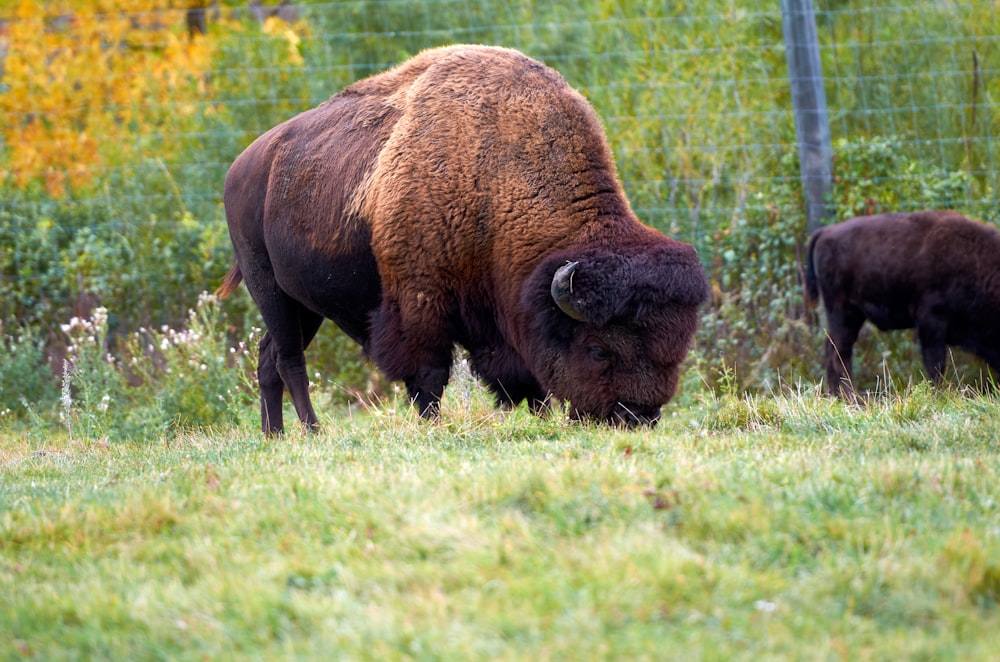 two bison grazing in a field behind a fence