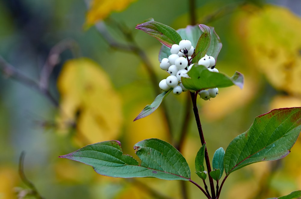 a branch with white flowers and green leaves