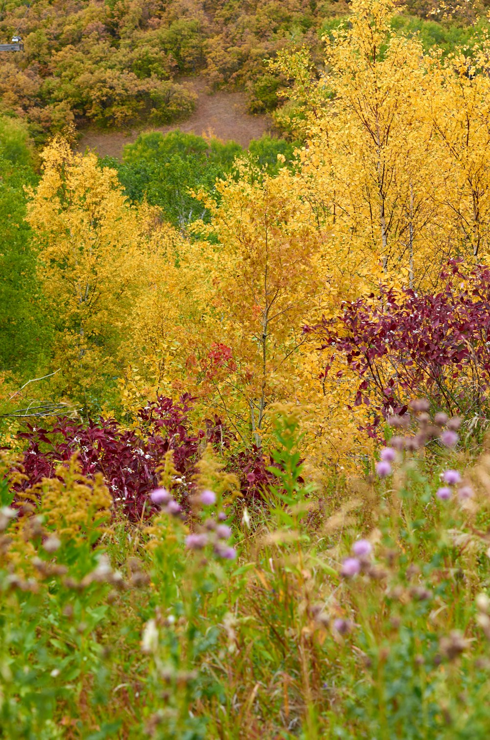 a forest filled with lots of trees and flowers