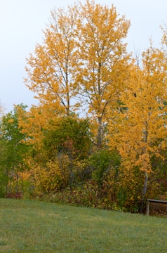 A vibrant green and yellow themed business seminar in a natural outdoor setting.