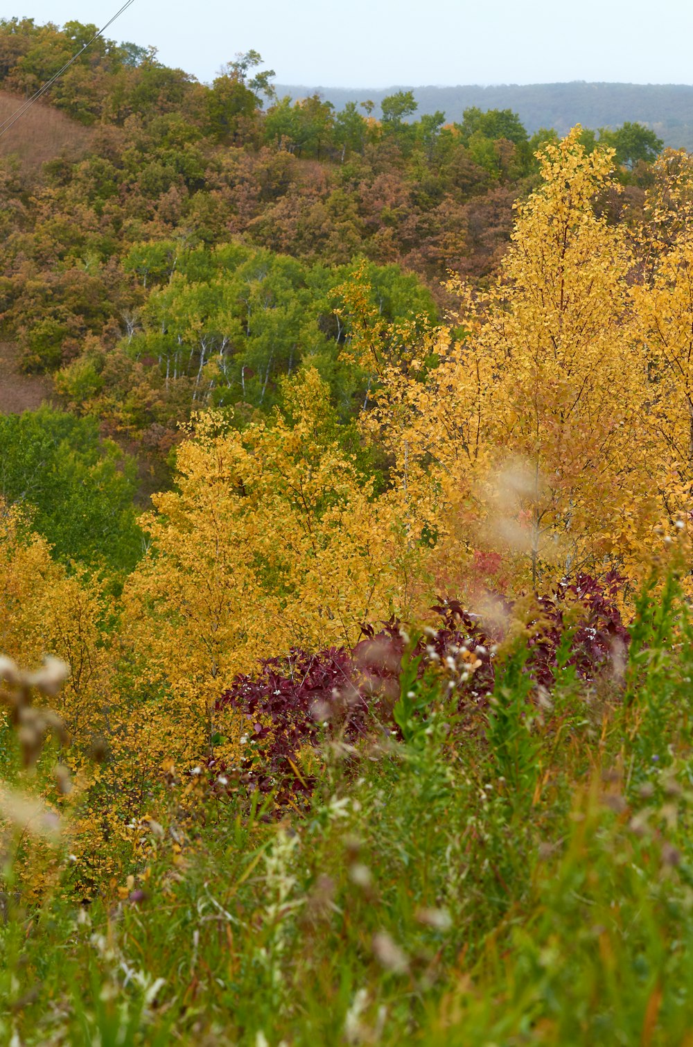 a view of a hillside with trees in the background