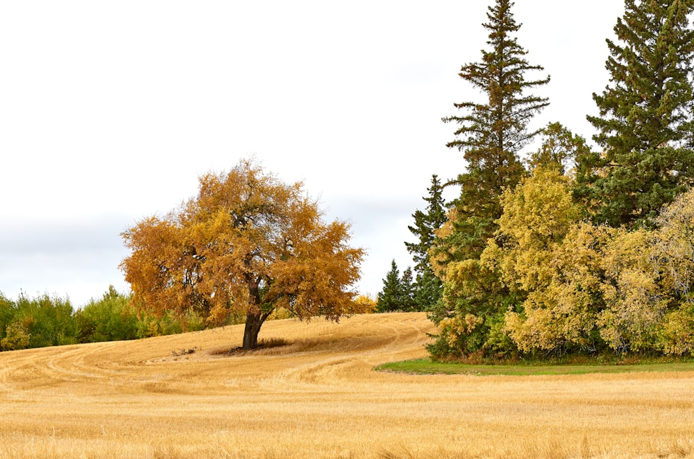 a field with a tree in the middle of it