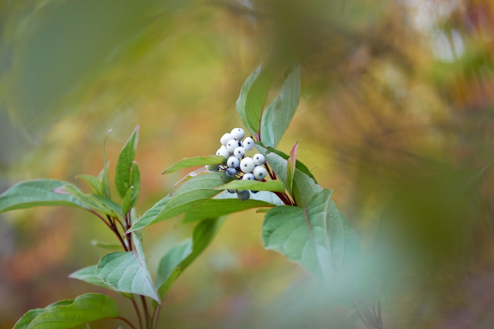 a close up of a plant with berries on it