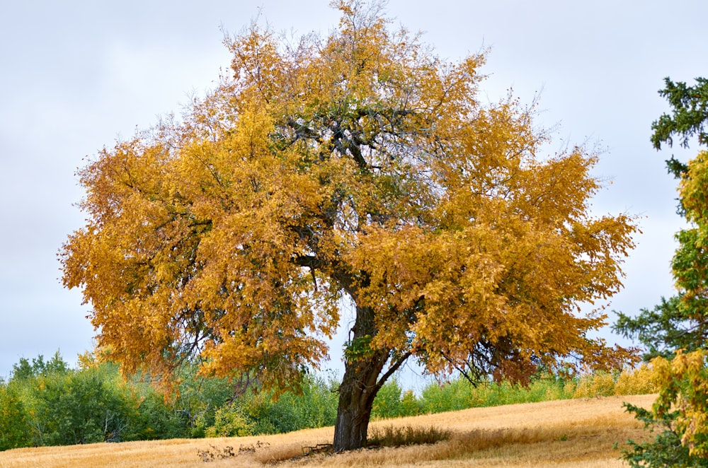 a tree with yellow leaves in a field