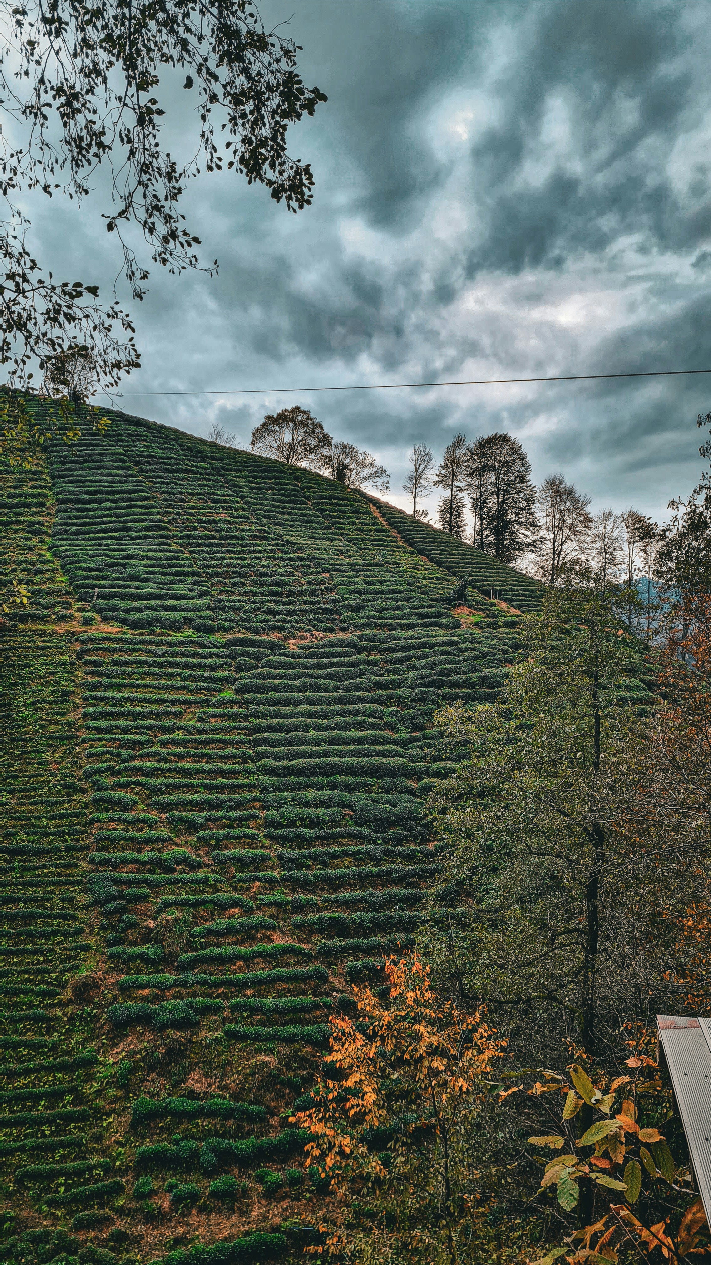 A hill covered in rows of trees under a cloudy sky photo – Free Forest ...