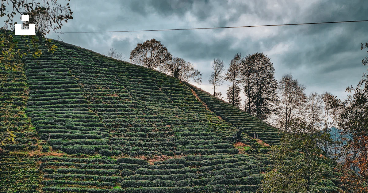 A hill covered in rows of trees under a cloudy sky photo โ Free Forest ...