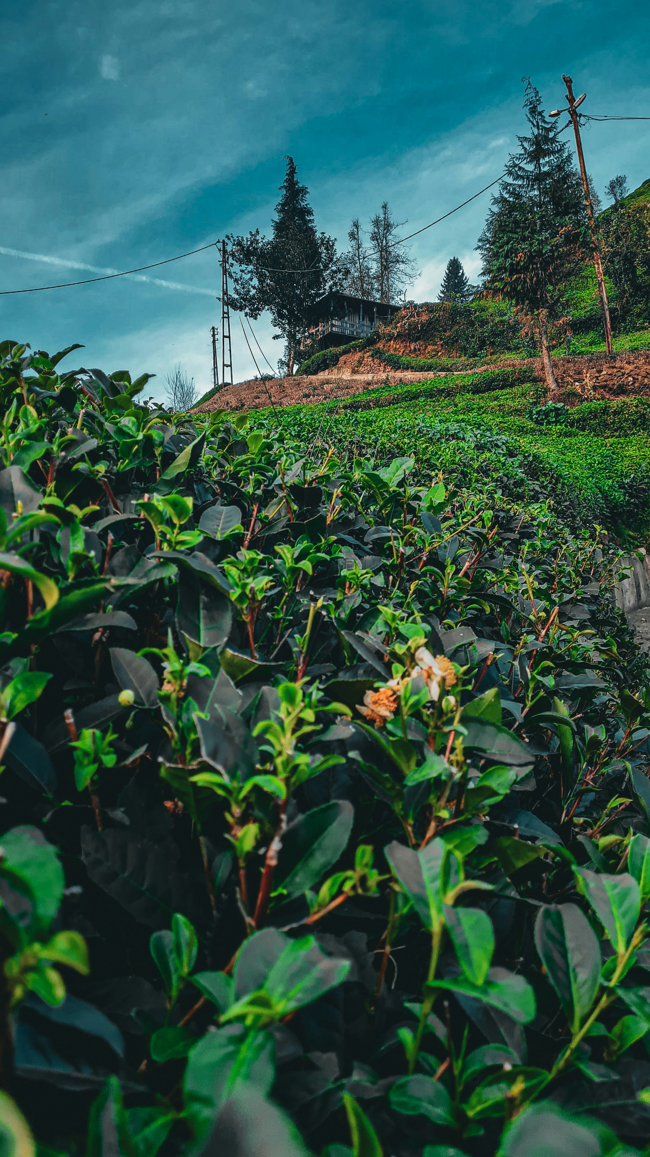 a lush green hillside covered in lots of trees