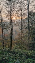 The image captures a serene forest scene with tall trees silhouetted against the setting sun. The light filters through the leaves, casting dappled shadows on the dense undergrowth. The sky shows hints of warm hues, contrasting with the deep greens of the foliage.