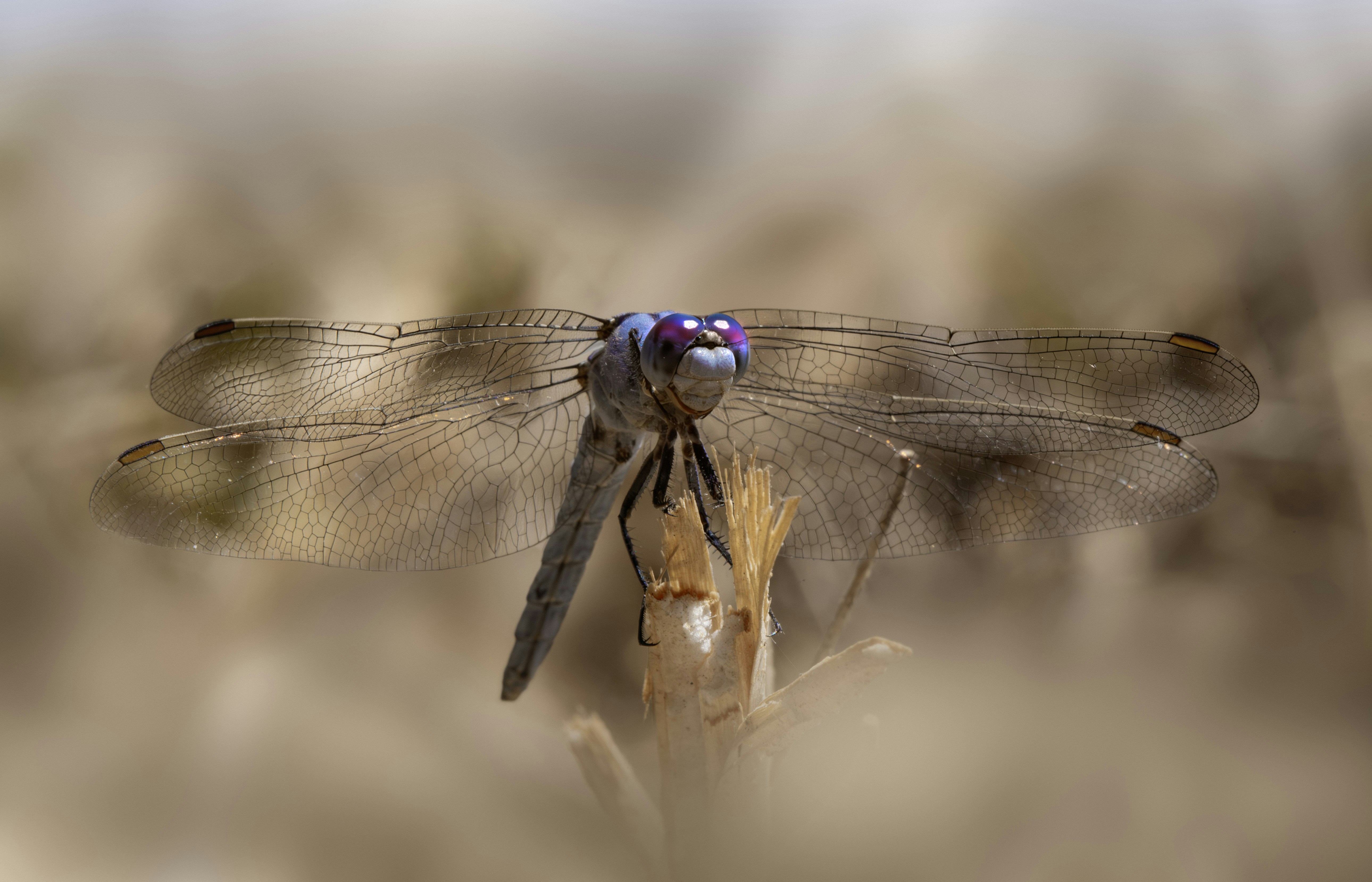A blue dragonfly sitting on top of a plant photo – Free Animal Image on ...