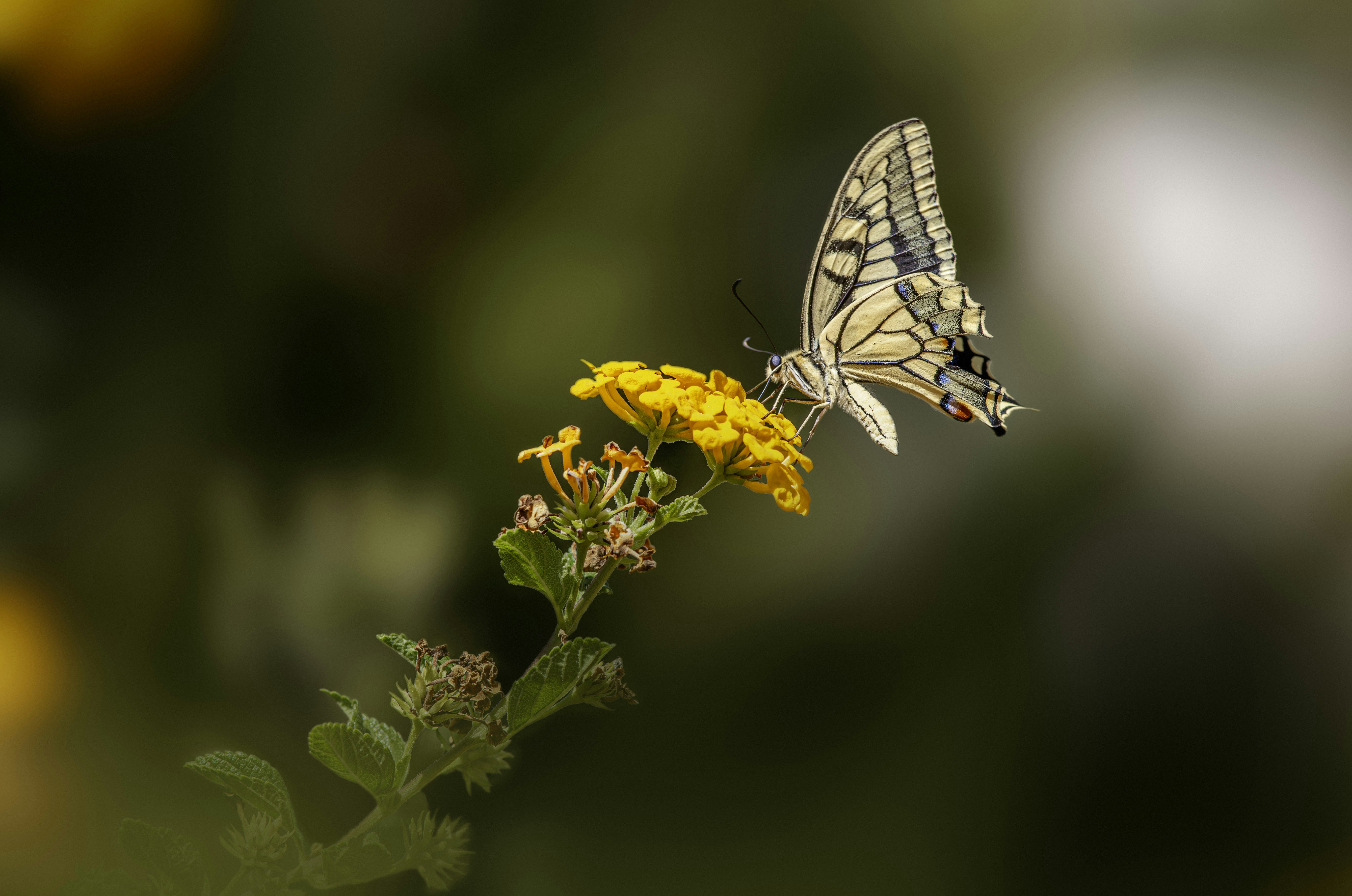 Photo by erik_karits