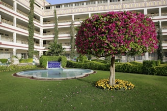 A beautifully manicured garden featuring a lush green lawn with a round, vibrant magenta bougainvillea tree surrounded by a small bed of yellow flowers. In the foreground, a clear blue circular water fountain is centered, surrounded by foliage. The background showcases a multi-story building with a repeating pattern of arches and balconies, along with tall, slender trees.
