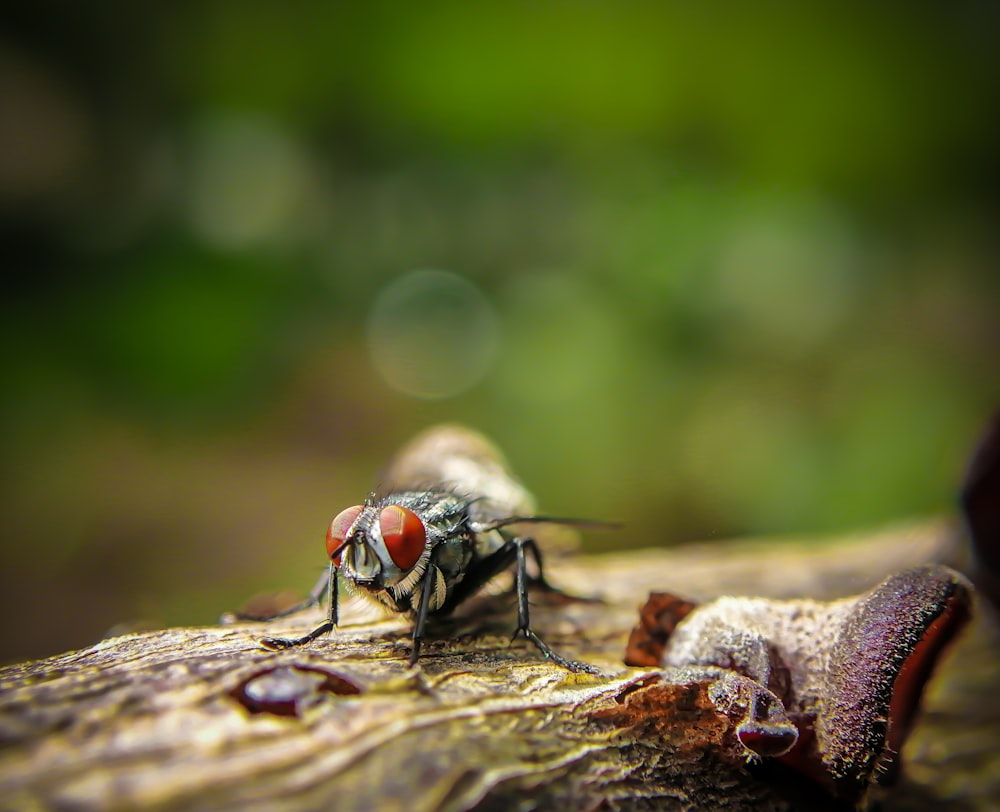 a close up of a fly on a piece of wood