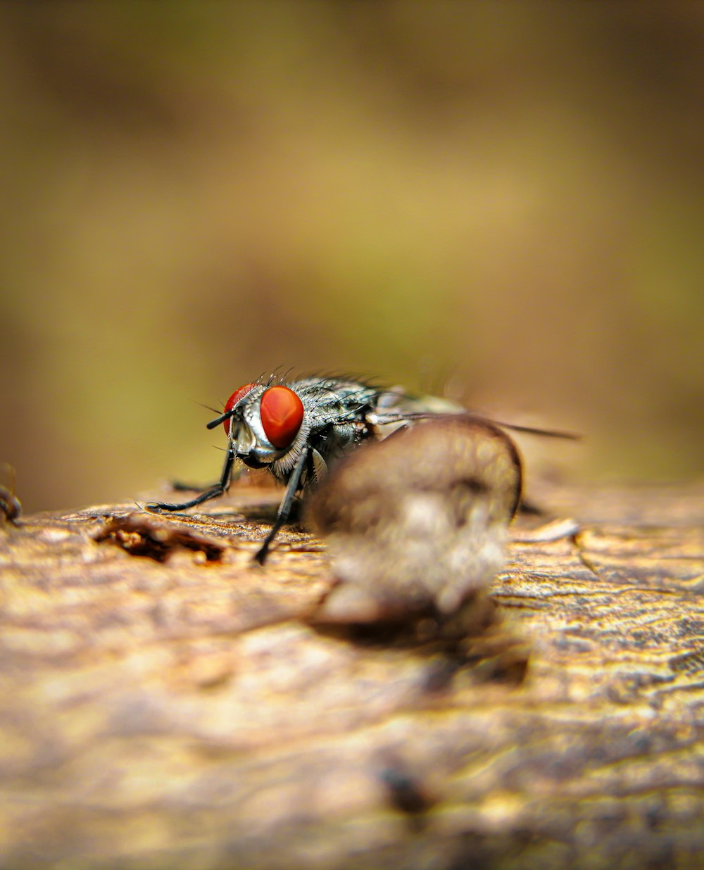 Un primer plano de una mosca en un trozo de madera