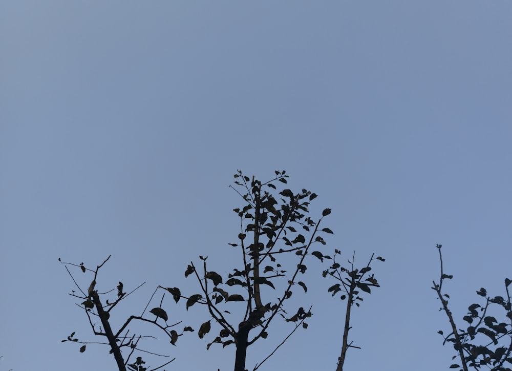 un uccello è appollaiato in cima a un albero
