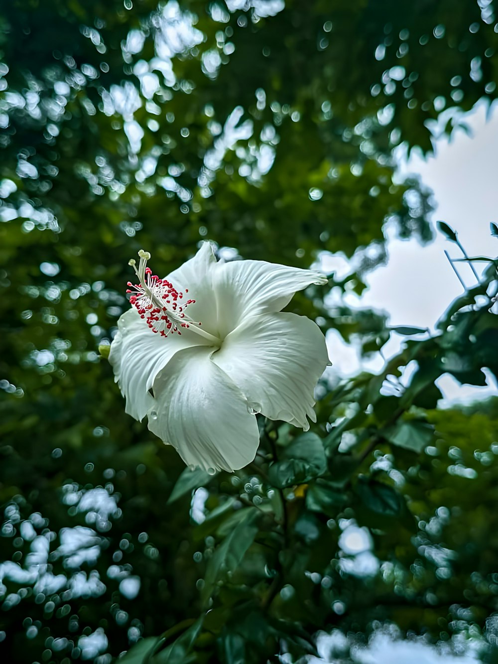 a white flower with a red stamen on it