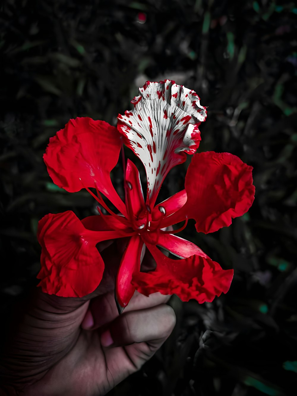 a person holding a red flower in their hand