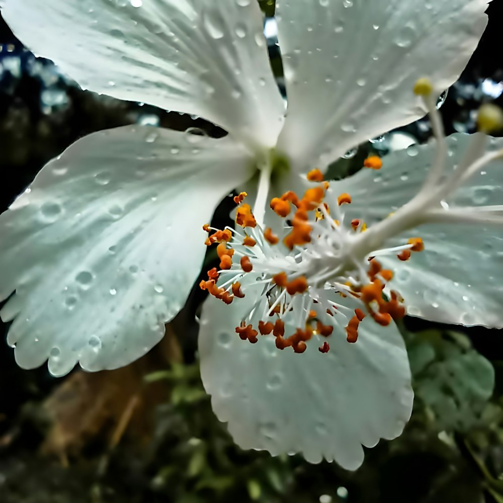 a white flower with water droplets on it