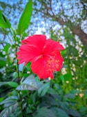 Vibrant red hibiscus flowers next to a bottle of mezcal on a sunlit background.