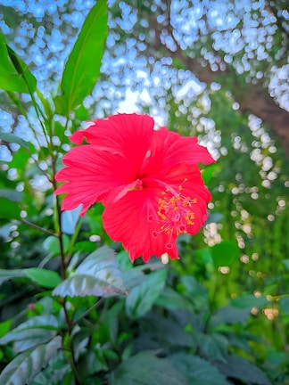 Vibrant red hibiscus flowers next to a bottle of mezcal on a sunlit background.