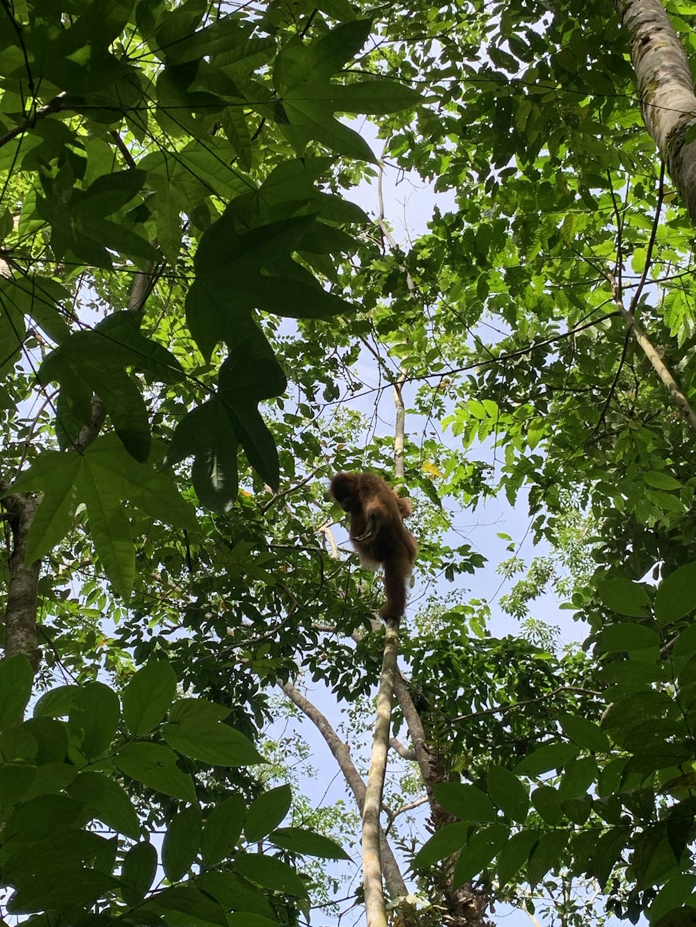 um macaco em uma árvore olhando para o céu