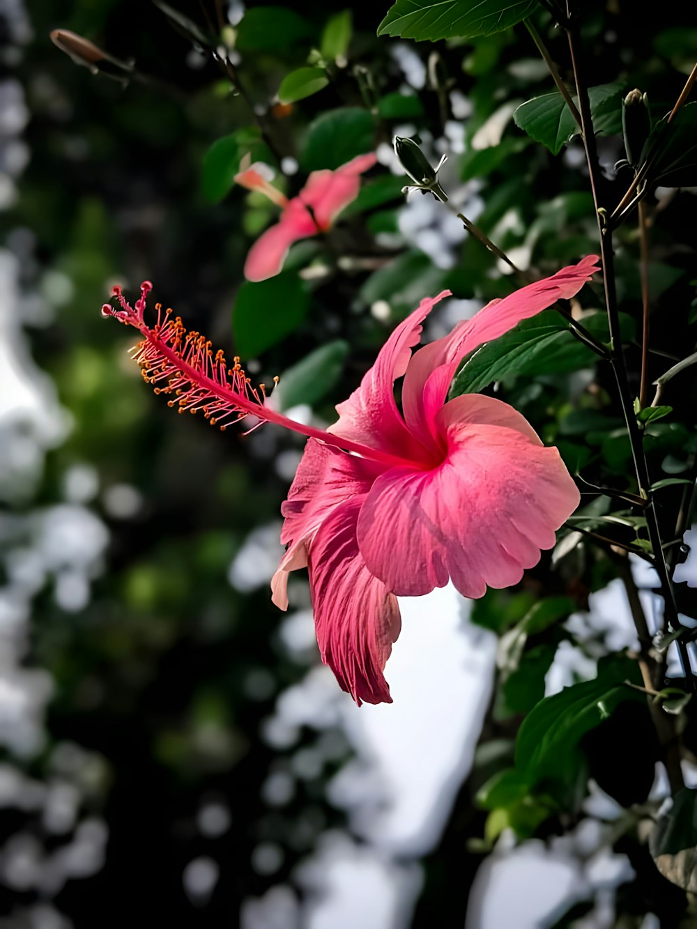 a pink flower with green leaves in the background