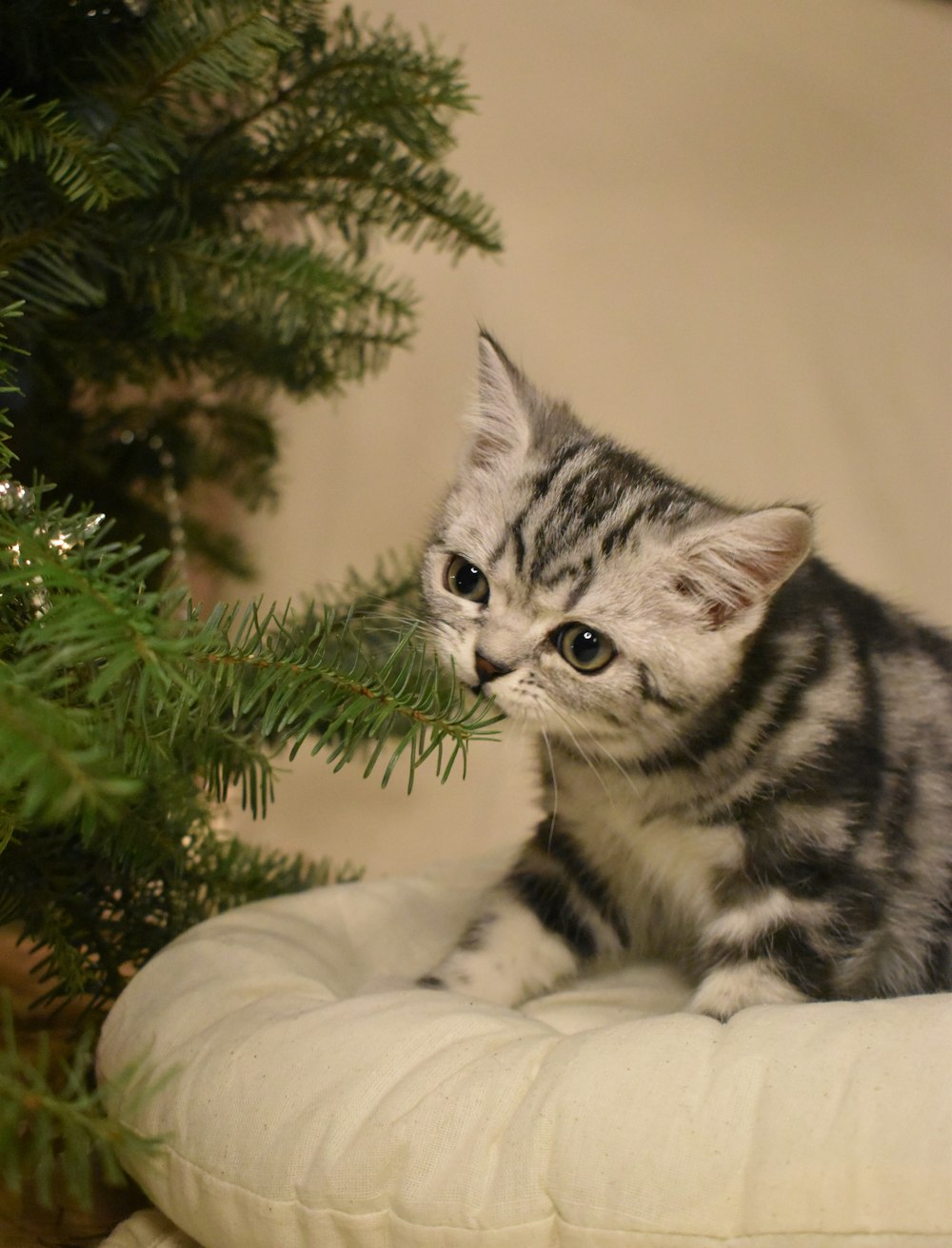 a kitten sitting on a pillow next to a christmas tree