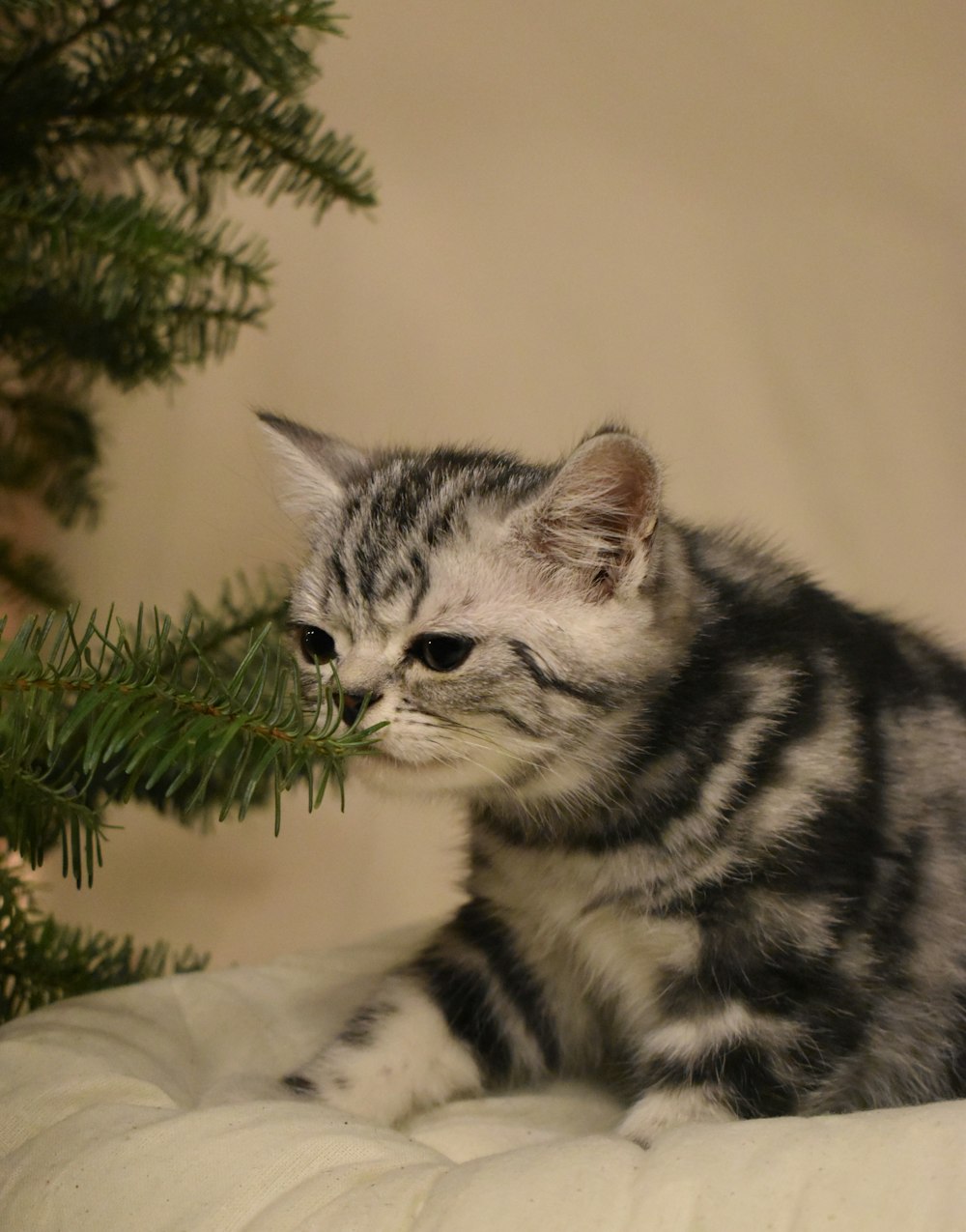 a small kitten sitting on top of a bed next to a christmas tree